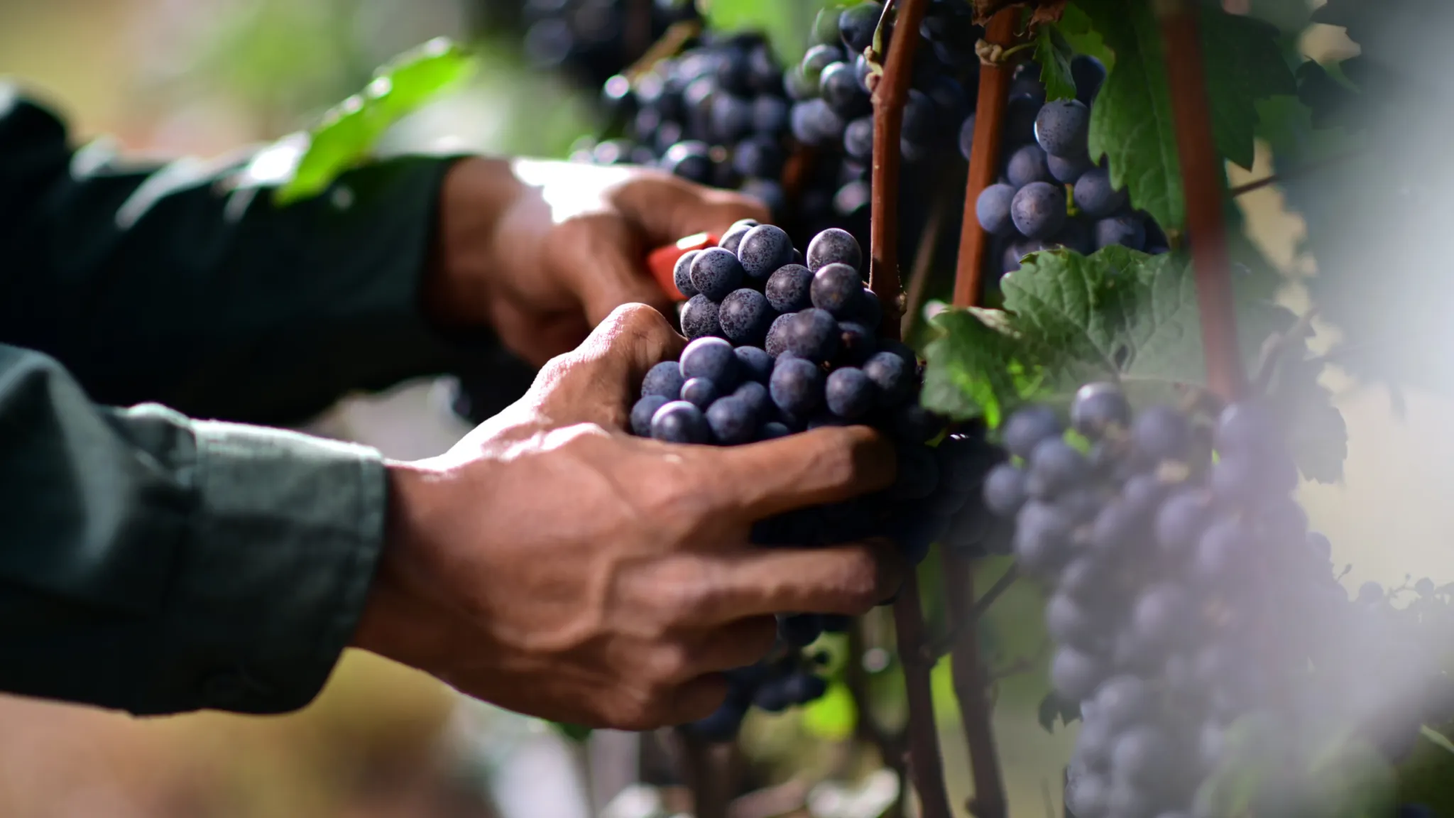 Hands picking ripe grapes on the vine